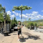 Platan javorolistý (Platanus acerifolia)  výška 260-280 cm, obvod kmeňa 10/12 cm, kont. C45L - STRECHA
